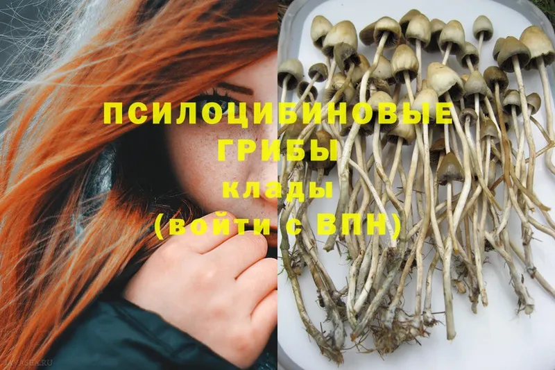 дарк нет Telegram  Азнакаево  Псилоцибиновые грибы MAGIC MUSHROOMS 